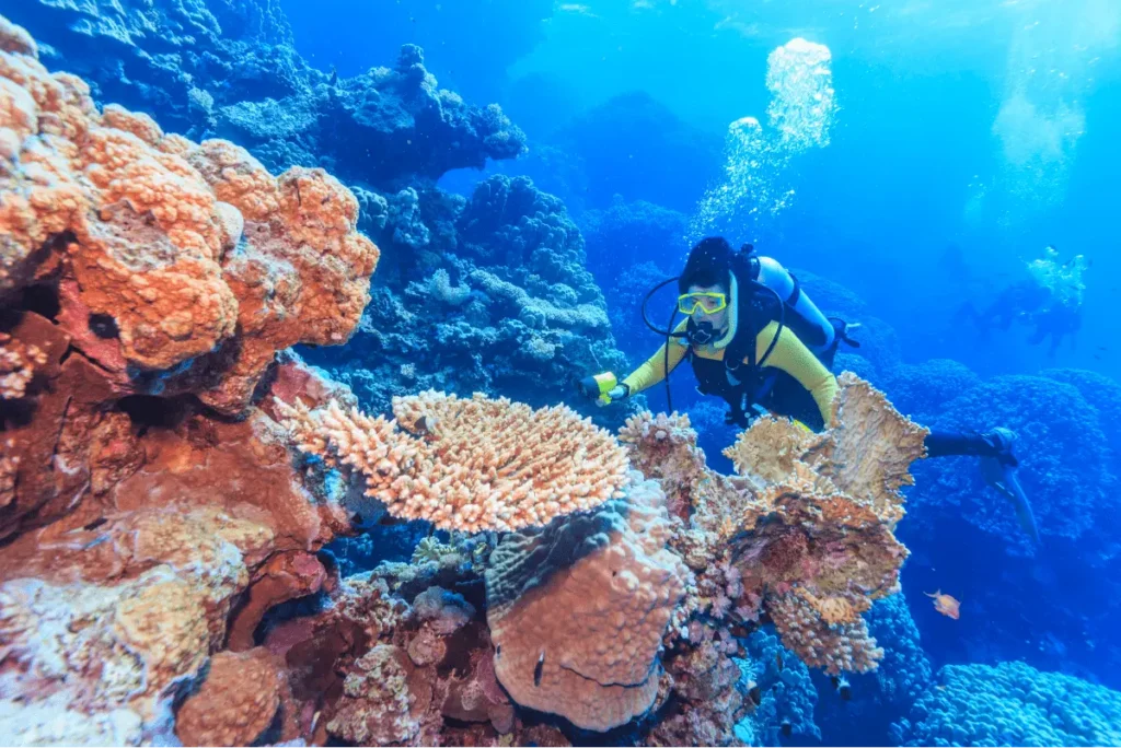 Giant Coral Found in Great Barrier Reef